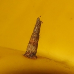 Conoeca guildingi (A case moth) at Flynn, ACT - 12 Sep 2023 by Christine