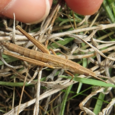 Keyacris scurra (Key's Matchstick Grasshopper) at Collector, NSW - 12 Sep 2023 by Christine