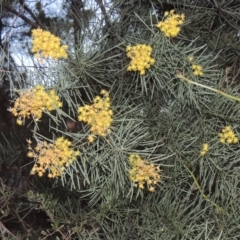 Acacia boormanii (Snowy River Wattle) at Tuggeranong Hill - 10 Sep 2023 by michaelb
