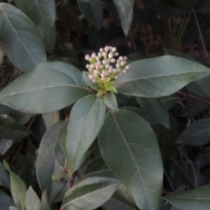 Viburnum tinus at Conder, ACT - 10 Sep 2023 06:10 PM