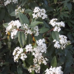 Viburnum tinus at Conder, ACT - 10 Sep 2023