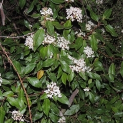 Viburnum tinus (Laurustinus) at Tuggeranong Hill - 10 Sep 2023 by michaelb