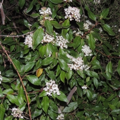 Viburnum tinus (Laurustinus) at Conder, ACT - 10 Sep 2023 by michaelb