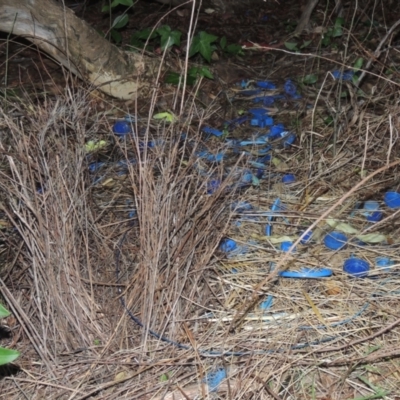 Ptilonorhynchus violaceus (Satin Bowerbird) at Tuggeranong Hill - 10 Sep 2023 by michaelb