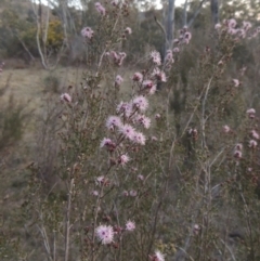 Kunzea parvifolia (Violet Kunzea) at Conder, ACT - 10 Sep 2023 by MichaelBedingfield