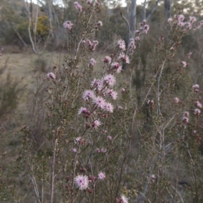 Kunzea parvifolia (Violet Kunzea) at Tuggeranong Hill - 10 Sep 2023 by michaelb