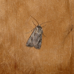 Agrotis munda at Charleys Forest, NSW - 12 Sep 2023