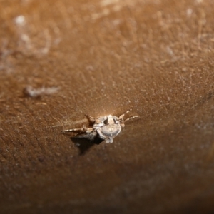 Agrotis munda at Charleys Forest, NSW - 12 Sep 2023