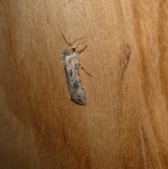 Agrotis munda at Charleys Forest, NSW - 12 Sep 2023