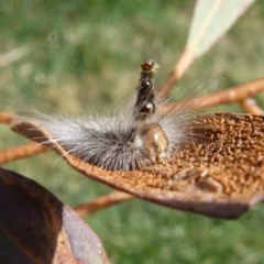 Uraba lugens (Gumleaf Skeletonizer) at Mongarlowe River - 12 Sep 2023 by arjay