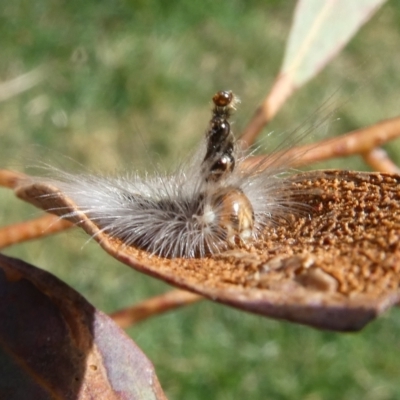 Uraba lugens (Gumleaf Skeletonizer) at Mongarlowe River - 12 Sep 2023 by arjay