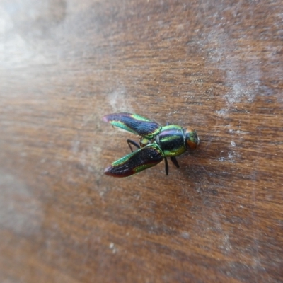 Selagis caloptera (Caloptera jewel beetle) at Mongarlowe River - 10 Sep 2023 by arjay