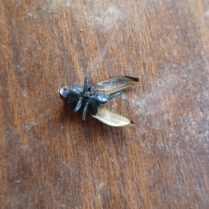 Selagis caloptera at Charleys Forest, NSW - suppressed