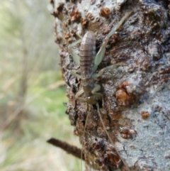 Unidentified Grasshopper, Cricket or Katydid (Orthoptera) at Charleys Forest, NSW - 7 Sep 2023 by arjay