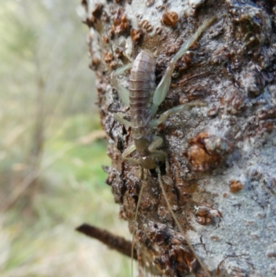 Unidentified Grasshopper, Cricket or Katydid (Orthoptera) at QPRC LGA - 7 Sep 2023 by arjay