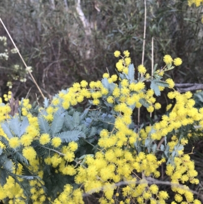 Acacia baileyana (Cootamundra Wattle, Golden Mimosa) at Bruce, ACT - 7 Aug 2023 by Choyster