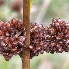 Juncus phaeanthus (Dark-flower Rush) at Cotter River, ACT - 26 Mar 2023 by JaneR