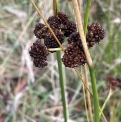 Juncus phaeanthus at Cotter River, ACT - 26 Mar 2023 03:04 PM