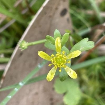 Ranunculus amphitrichus (Small River Buttercup) at Namadgi National Park - 26 Mar 2023 by JaneR