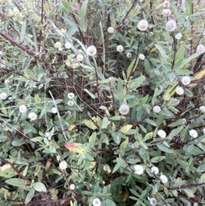 Pimelea treyvaudii at Paddys River, ACT - 19 Apr 2023 09:58 AM