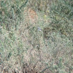 Epthianura albifrons (White-fronted Chat) at Euabalong, NSW - 9 Sep 2023 by Darcy