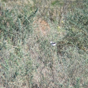 Epthianura albifrons at Euabalong, NSW - 9 Sep 2023