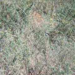 Epthianura albifrons at Euabalong, NSW - 9 Sep 2023 09:31 AM