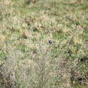 Malurus leucopterus at Euabalong, NSW - 9 Sep 2023