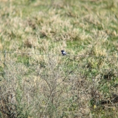 Malurus leucopterus at Euabalong, NSW - 9 Sep 2023 09:32 AM