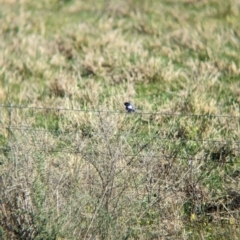 Malurus leucopterus at Euabalong, NSW - 9 Sep 2023