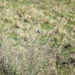 Malurus leucopterus at Euabalong, NSW - 9 Sep 2023 09:32 AM