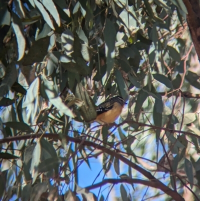 Pardalotus punctatus (Spotted Pardalote) at Euabalong, NSW - 9 Sep 2023 by Darcy