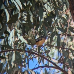 Pardalotus punctatus (Spotted Pardalote) at Euabalong, NSW - 9 Sep 2023 by Darcy