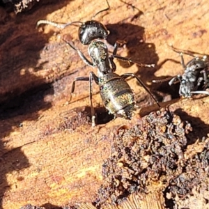 Camponotus aeneopilosus at O'Connor, ACT - 13 Sep 2023