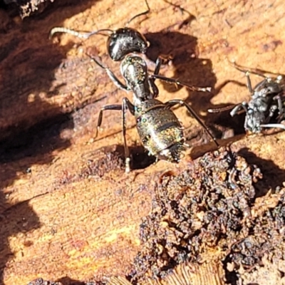 Camponotus aeneopilosus (A Golden-tailed sugar ant) at O'Connor, ACT - 13 Sep 2023 by trevorpreston