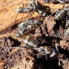 Camponotus aeneopilosus at O'Connor, ACT - 13 Sep 2023