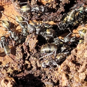 Camponotus aeneopilosus at O'Connor, ACT - 13 Sep 2023