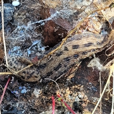 Limax maximus (Leopard Slug, Great Grey Slug) at Banksia Street Wetland Corridor - 13 Sep 2023 by trevorpreston