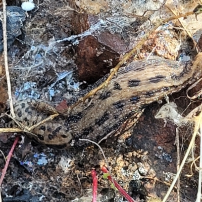 Limax maximus (Leopard Slug, Great Grey Slug) at O'Connor, ACT - 13 Sep 2023 by trevorpreston