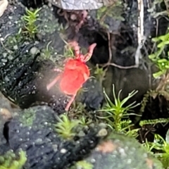 Trombidiidae (family) (Red velvet mite) at O'Connor, ACT - 13 Sep 2023 by trevorpreston