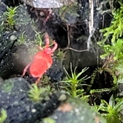 Trombidiidae (family) at O'Connor, ACT - 13 Sep 2023