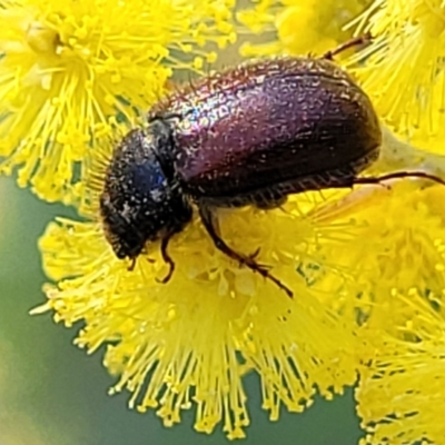 Heteronyx dimidiatus at O'Connor, ACT - 13 Sep 2023 by trevorpreston