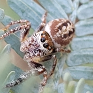 Opisthoncus sp. (genus) at O'Connor, ACT - 13 Sep 2023