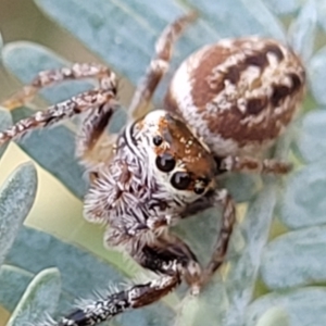 Opisthoncus sp. (genus) at O'Connor, ACT - 13 Sep 2023 12:54 PM