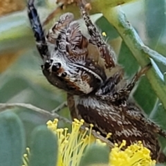 Opisthoncus sp. (genus) at O'Connor, ACT - 13 Sep 2023