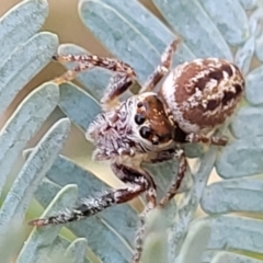 Opisthoncus sp. (genus) at O'Connor, ACT - 13 Sep 2023