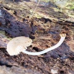 Mycena sp. (Mycena) at O'Connor, ACT - 13 Sep 2023 by trevorpreston