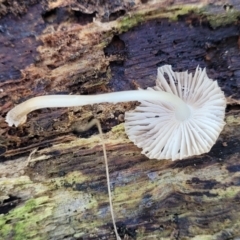 Mycena sp. at O'Connor, ACT - 13 Sep 2023 12:50 PM