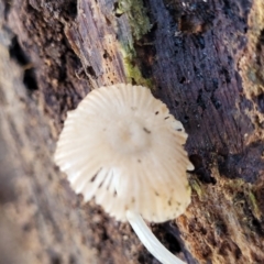 Mycena sp. at O'Connor, ACT - 13 Sep 2023 12:50 PM