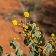 Acacia brachybotrya (Grey Mulga, Grey Wattle) at Euabalong, NSW - 9 Sep 2023 by Darcy